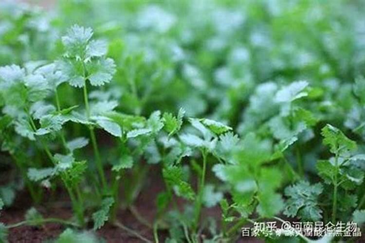 香菜最怕三种肥料