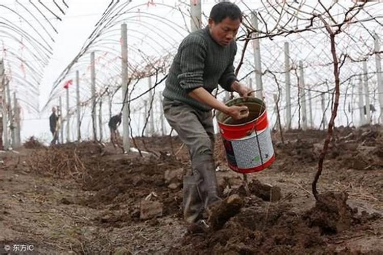 每亩葡萄地用硼,镁,锌各用多少