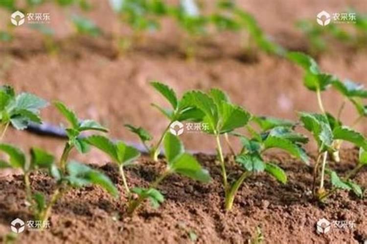 草莓打什么叶面肥叶片变肥变厚？喜满地叶魔方促进叶片快速生长肥大百度...