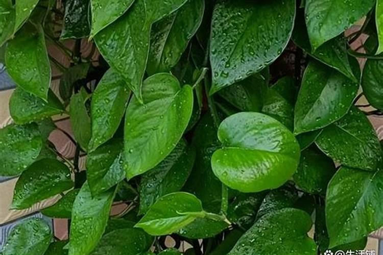 豆渣怎么发酵做饲料最简单的方法