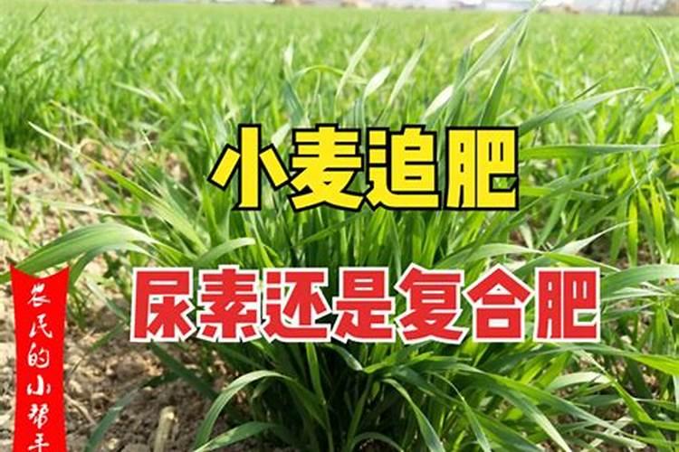 复合肥和尿素的区别？