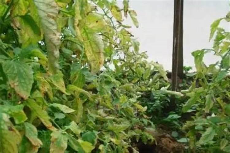 桉树“万元林”,到底施什么肥？