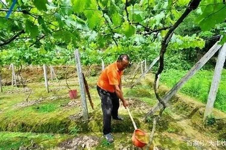 郁金香怎么浇水 郁金香如何浇水施肥