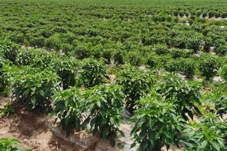 辣椒施尿素还是复合肥好