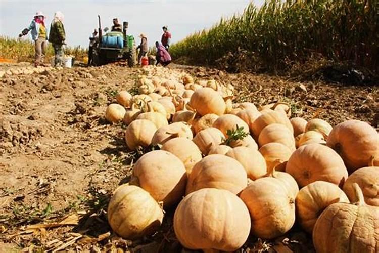 南瓜的正确施肥方法