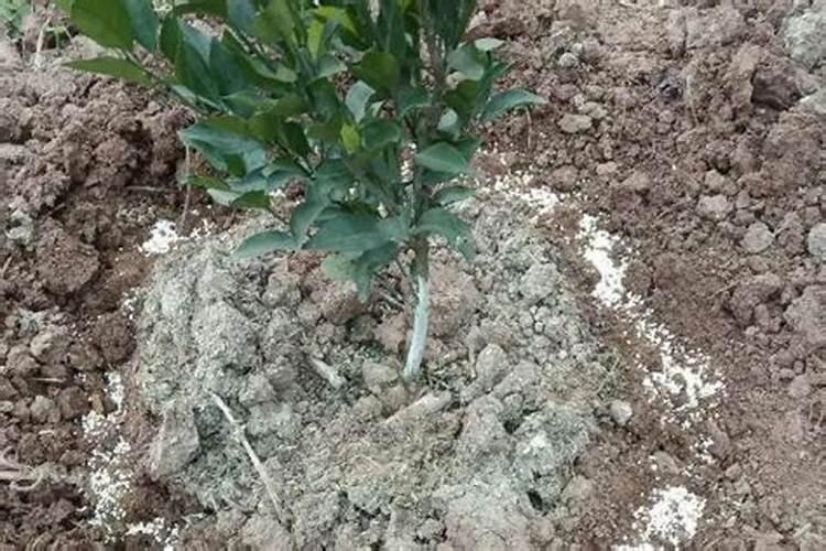 枇杷树太高了怎样修剪