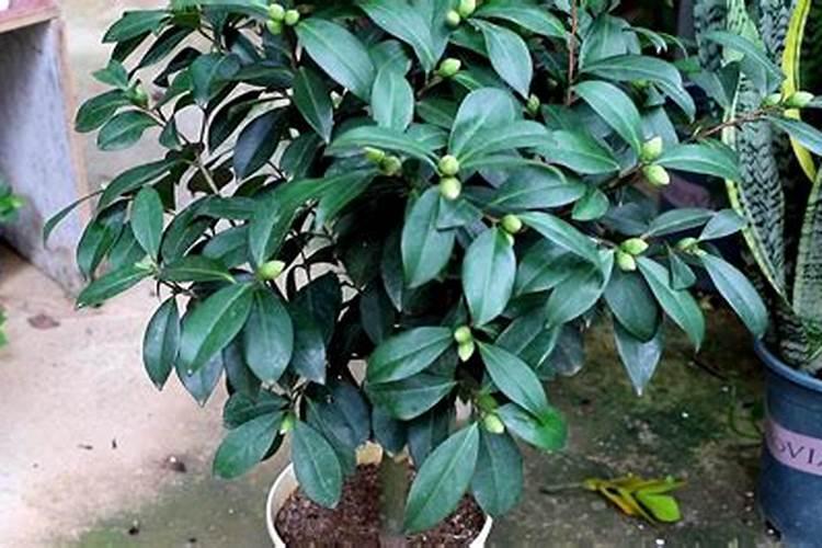 山茶花应该怎样施肥