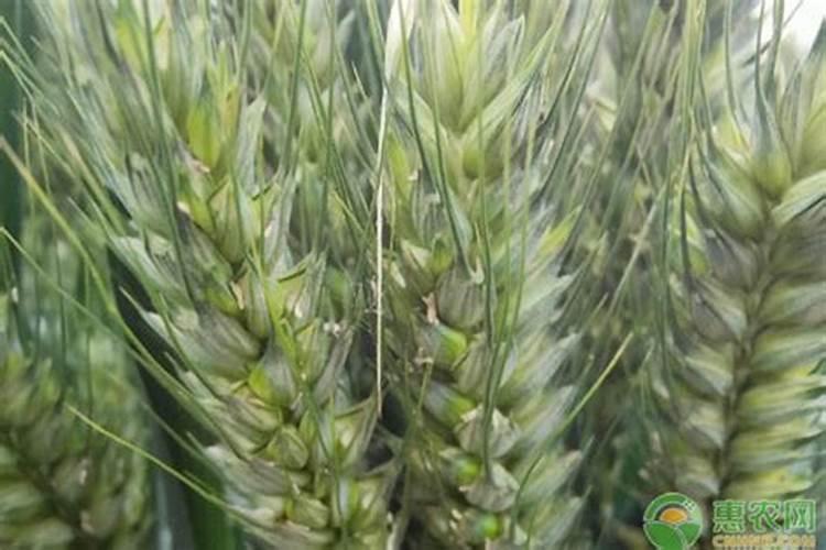 噻菌铜可与哪些杀菌剂