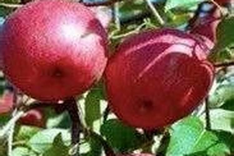 雅苒苗乐148一19复合肥多少钱一吨