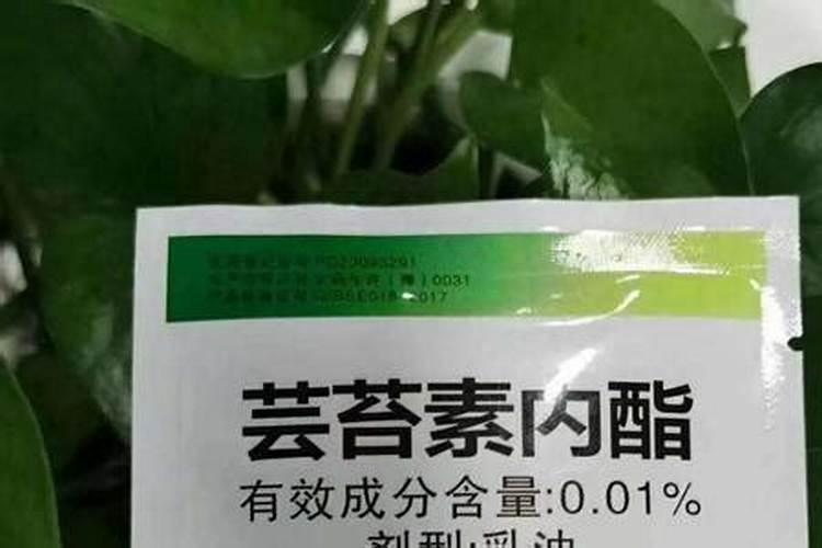 马尼拉草和夏威夷草的区别