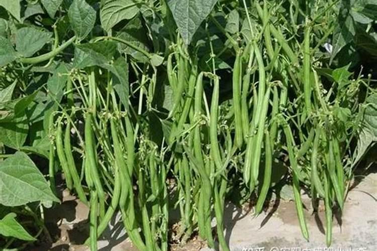 四季豆施肥的正确方法