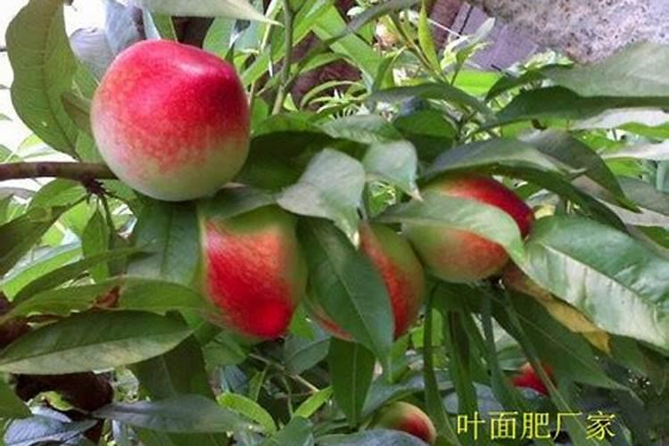 一亩梨树地加600克1.8含量的复硝酚钠冲施行不行