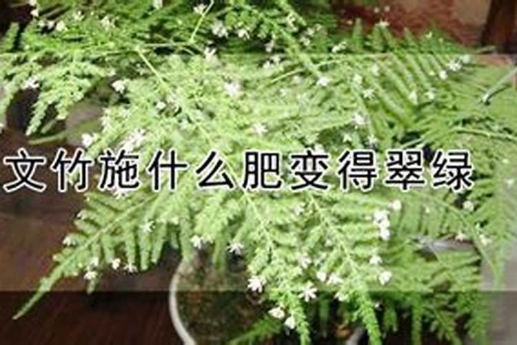 文竹浇什么肥料合适