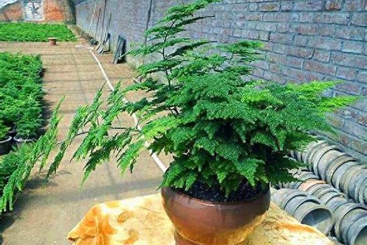 怎样才能让文竹从根部发出新芽