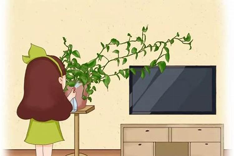 瓜子皮可以做肥料吗