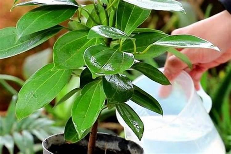 平安树几天浇一次水用什么肥料 平安树如何浇水施肥