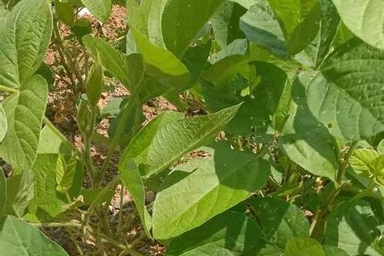 史丹利大豆有机肥营养成分含量