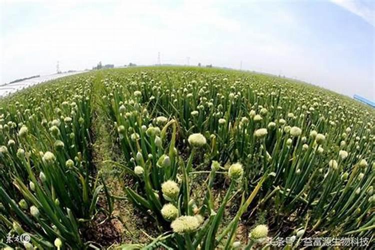 大葱什么时候施肥？大葱施肥有什么需要注意的？