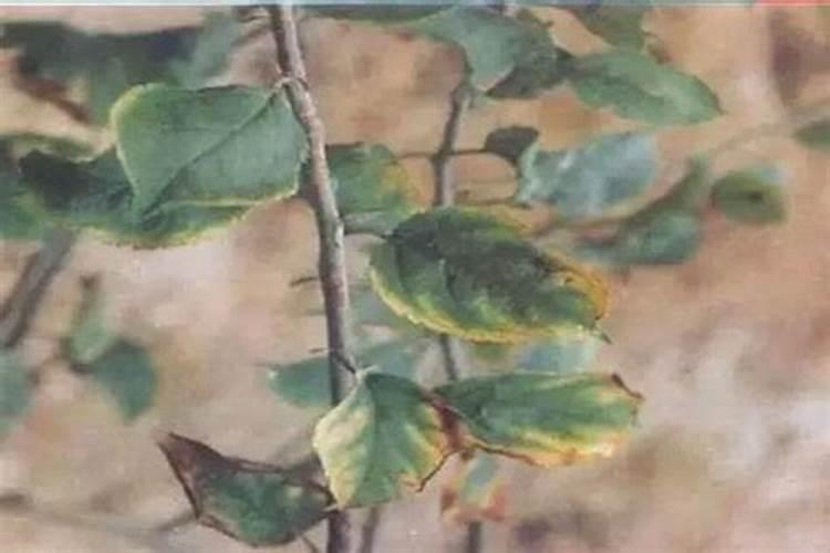 黄豆把干磨成粉了怎么吃呢