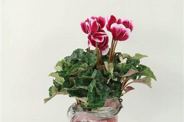 云南红芸豆种植方法