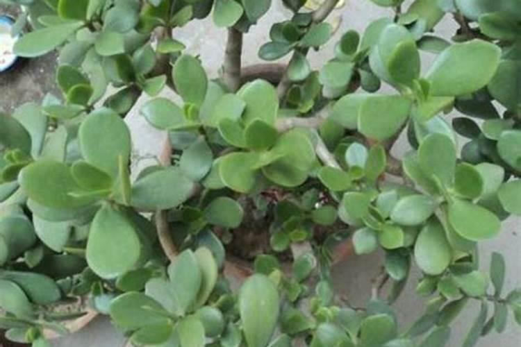 玉树施肥用什么肥料 用复合肥长得最快