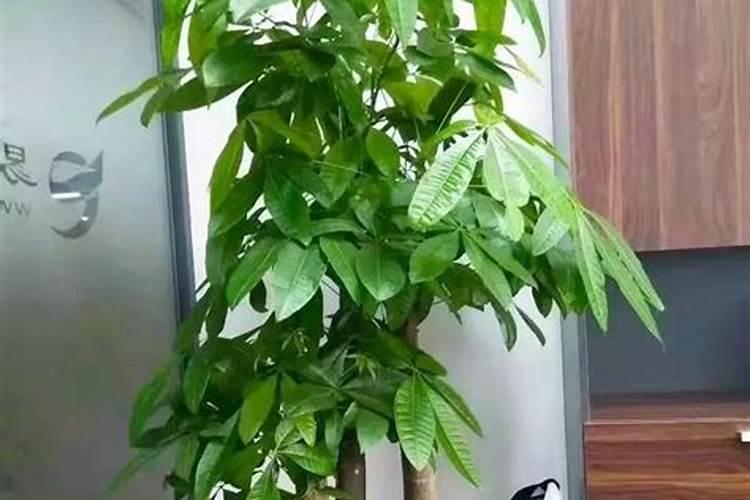 发财树怎么养护与浇水