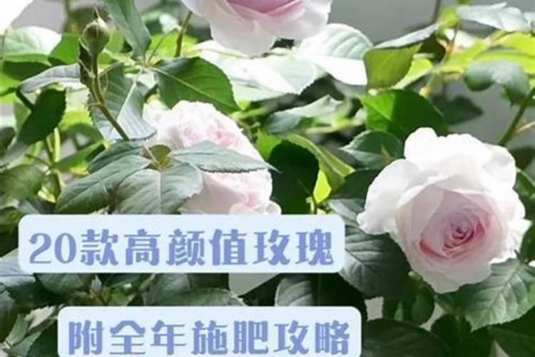 玫瑰花怎么浇水施肥