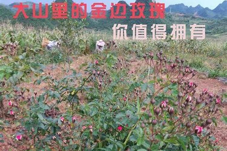 玫瑰花怎样养护和浇水