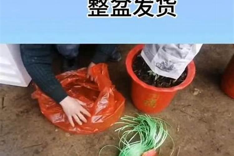 什么肥料能促长植物的根