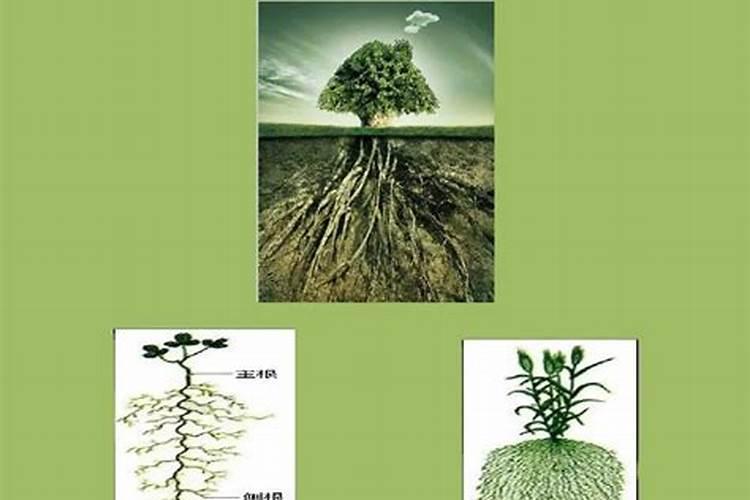 施什么肥能使植物的根、茎粗壮,叶片增厚,变得很有硬度