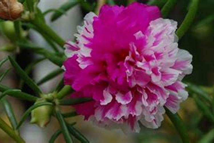 太阳花多久施一次肥 用什么肥料长得快