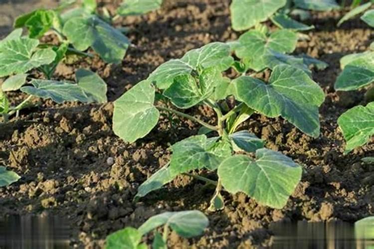 南瓜种植的施肥技术要点