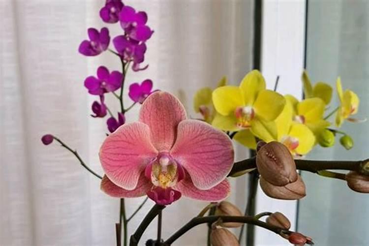 头茬韭菜什么时候割？如何使韭菜尽快分叉？