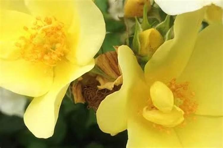 lohasys是啥牌子化妆品