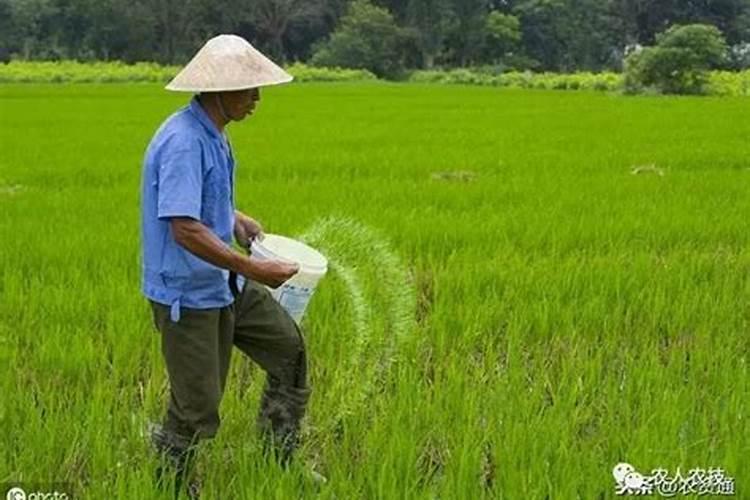 草莓结果期打什么叶面肥长的快？草莓保花保果叶面喷什么好？