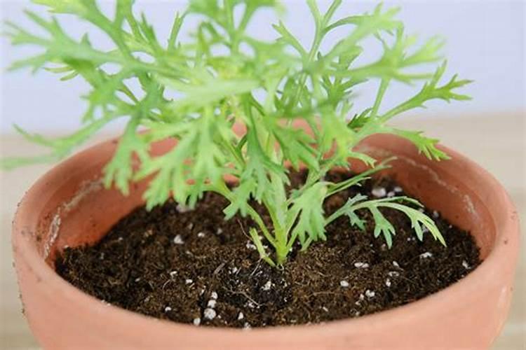 茉莉花修剪后如何正确使用催花肥