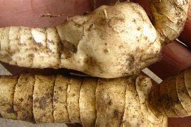 土豆秧用不用打尖和打叉 土豆需要打顶打叉吗