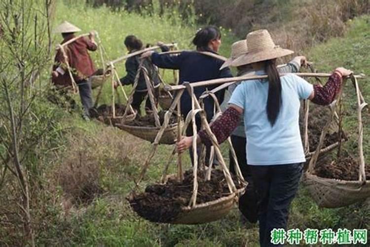 柿子树怎么施肥