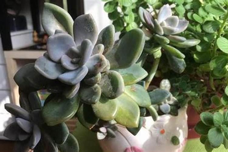 美盛晶体钾和红钾哪个好