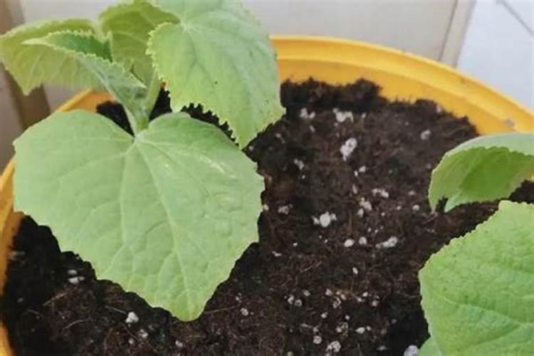 黄瓜连续阴雨天一个月能冲肥料吗