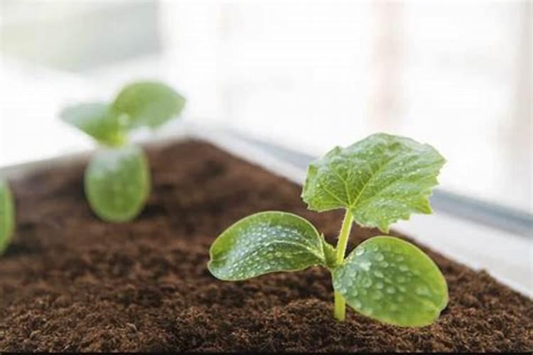 黄瓜下雨天可以直接把尿素撒在土上吗