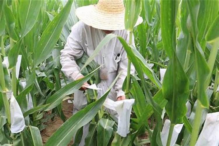 玉米受粉期能打叶面肥,杀菌剂,杀虫剂呜