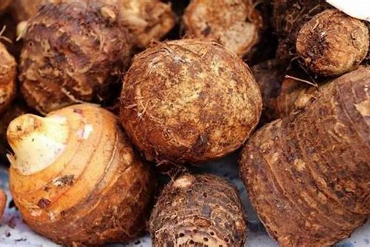 山芋育苗施什么肥料长得快？