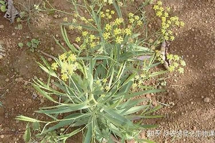 柴胡用什么化肥壮根