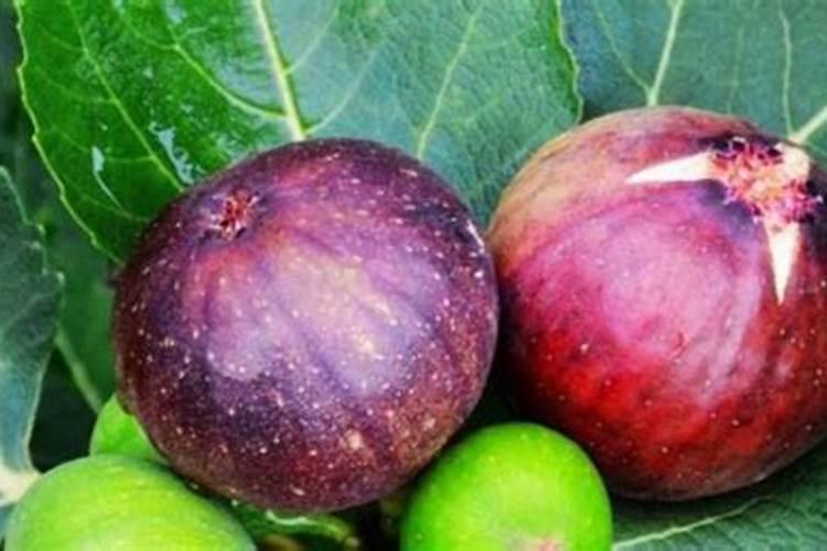 什么是磷肥和钾肥