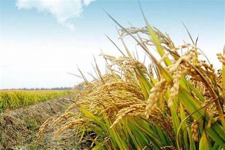 水稻种植用多少肥料