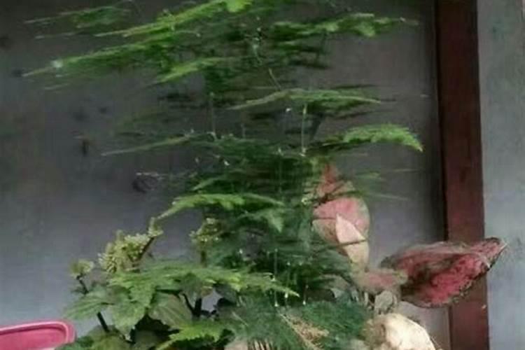 文竹叶子不绿怎么办？可以这样做,不用多久就能恢复!