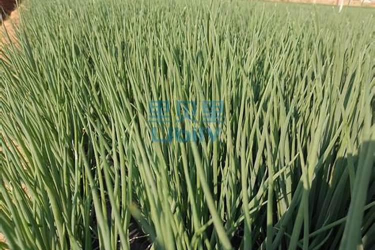 水溶性滴灌肥料有哪些