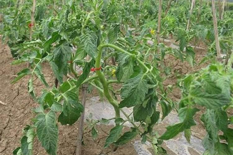 西红柿结果期上什么肥料产量高？西红柿用哪种水溶肥效果好？