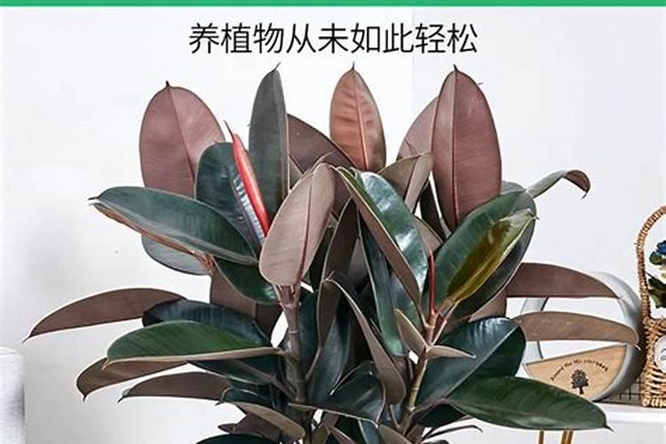 怎么给盆栽花卉施肥,用复合肥要怎么要稀释多少倍,是喷在叶面还是洒在...